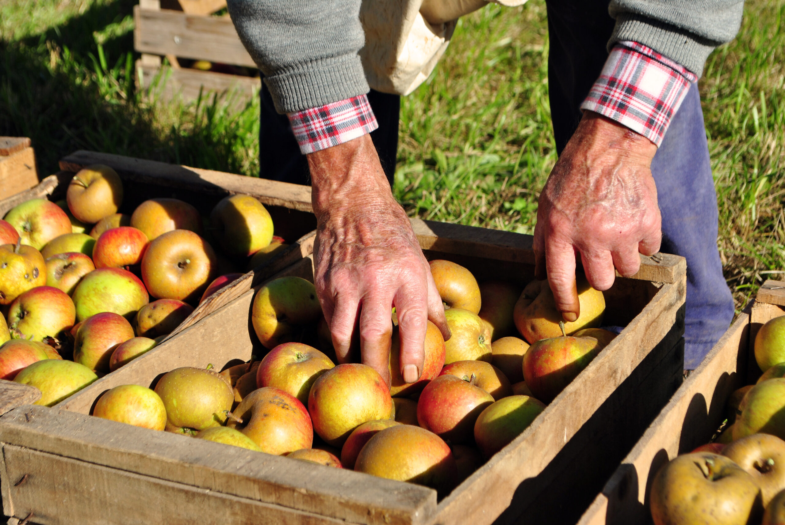 Apples from the farm