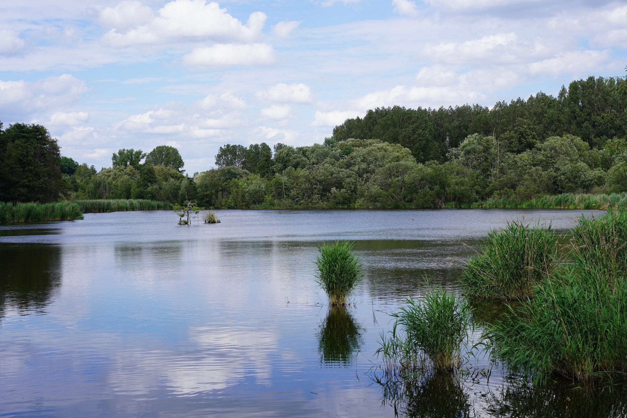 Green, idyllic lake landscape in Berlin (Karower Teiche)